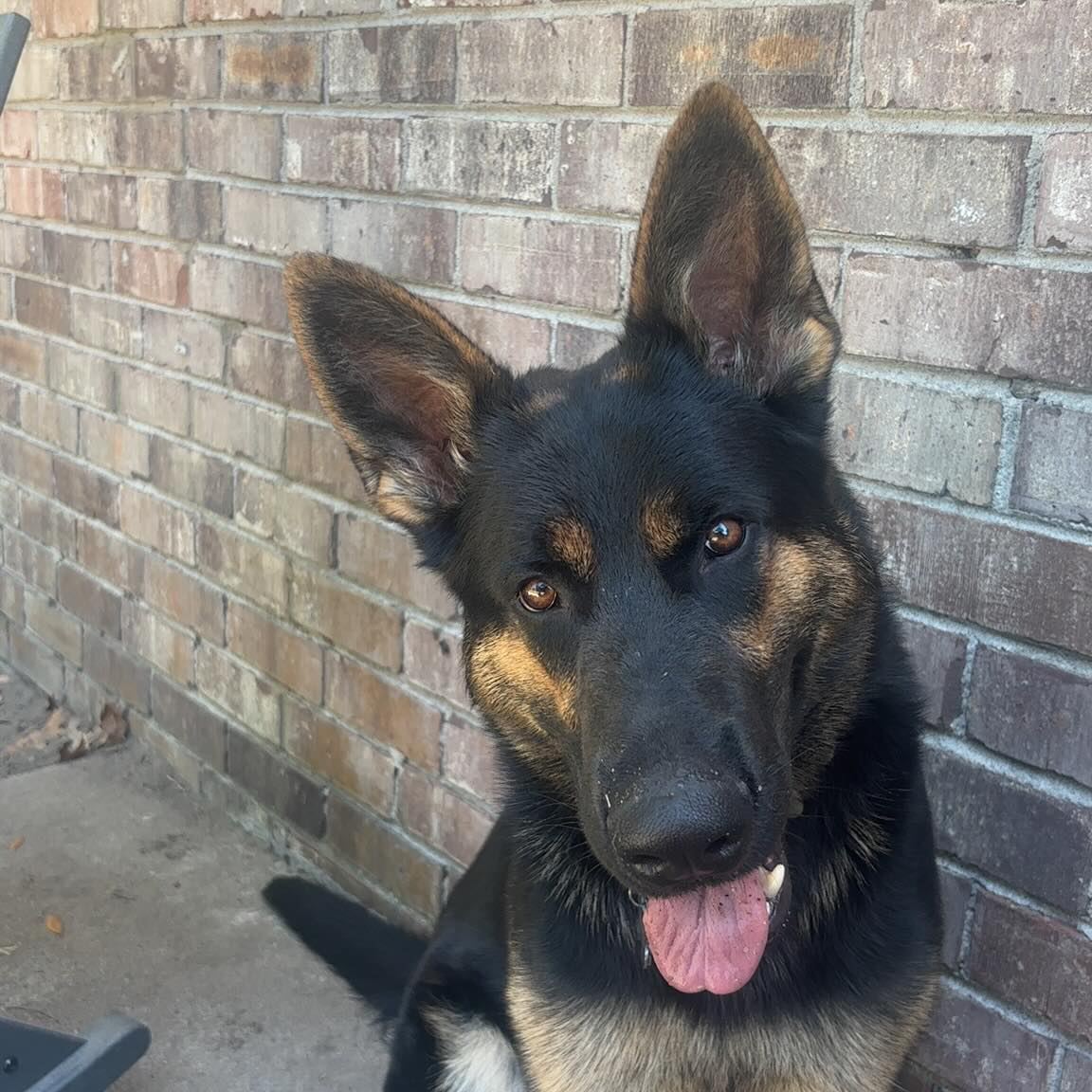 A German shepherd waiting on the porch