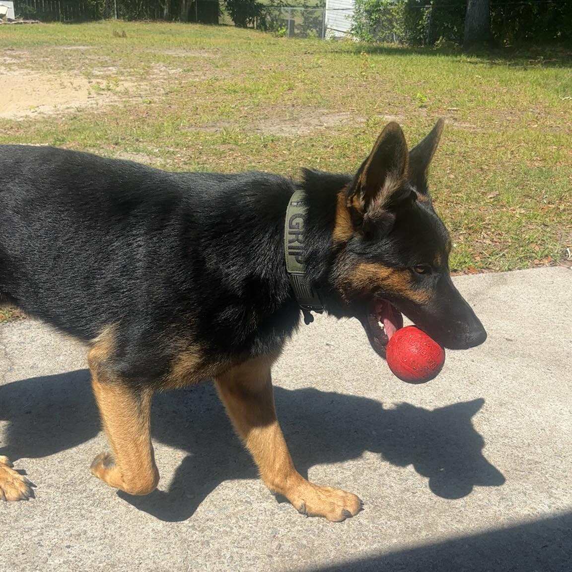 A German shepherd trotting back with a ball